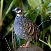 鹧鸪怎么做好吃