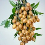 黄皮怎么做好吃